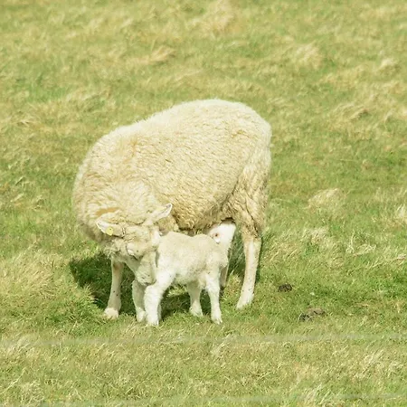 Luuward 3 Sterne Superior 文尼斯塔特